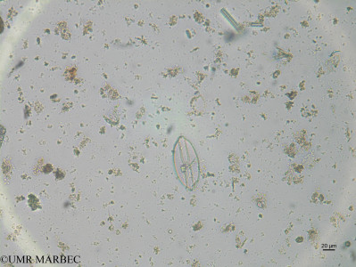 phyto/Brazilian_Nordeste/Northeastcoast_station43/ABRACOS1 October 2015/Lyrella lyra (st40_12_Navicula_sp8170811_002_ovl)(copy)_thumb.jpg